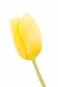 Close-up of yellow flower against white background