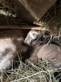 View of an animal in pen