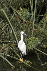 Bird perching on a lake