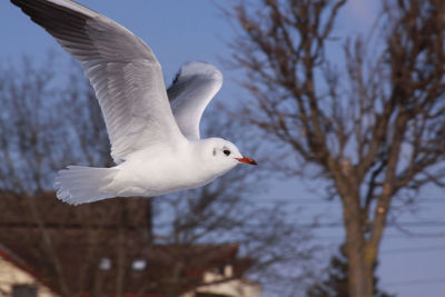 Low angle view of seagull flying