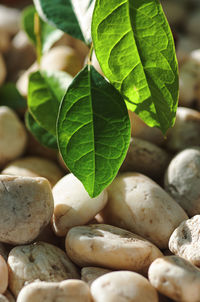 Close-up of fresh green leaves on pebbles