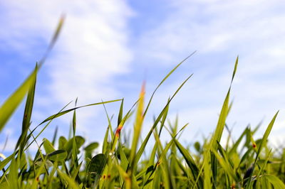 Close-up of fresh plants on field against sky