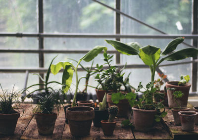 Potted plants on wooden table in greenhouse