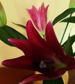 Close-up of pink flower