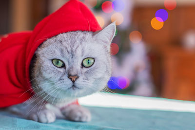 Cat in red santa clothes on the background of lit garlands on the christmas tree