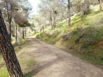 Dirt road amidst trees