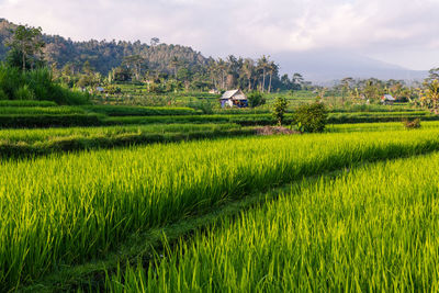 Scenic view of rice field against sky