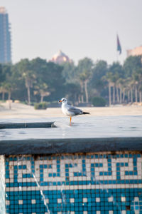 Seagull perching on a building