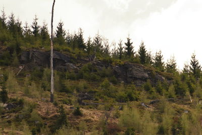 Scenic view of pine trees against sky