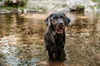 Beautiful black labrador dog swimming in river. nature and pets , adventure time