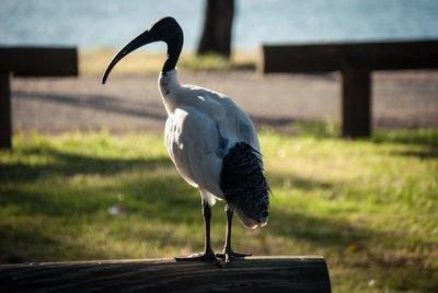 Black-headed ibis perching on wood at field