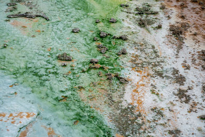 Full frame shot of moss covered rock