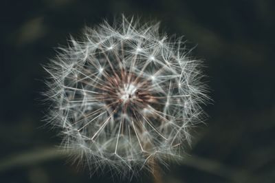 Close-up of dandelion against blurred background