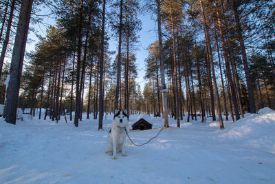 Panoramic shot of dog on snow covered land trees