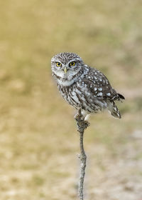 Close-up portrait of owl perching on branch