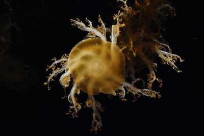 Close-up of jellyfish swimming in sea