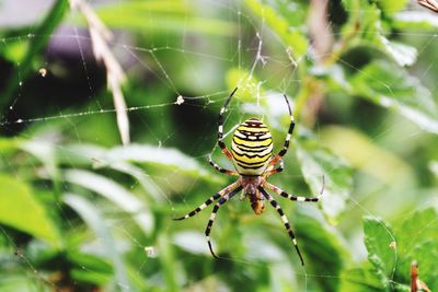 Close-up of spider on web