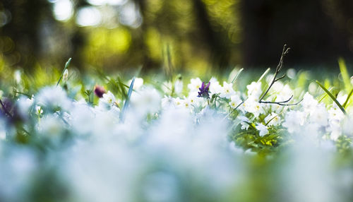 Close-up of plants growing outdoors