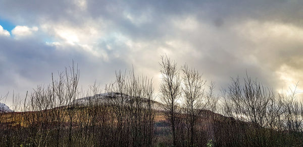 Low angle view of bare trees against sky