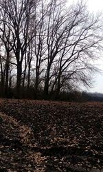 Bare trees on landscape against sky