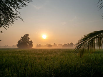 Scenic view of field against sky during sunset