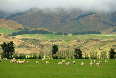 Mountain and farm on scenic road queenstown new zealand