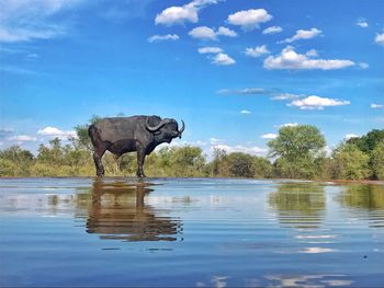 View of elephant in water against sky