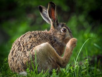 Close-up of a hare on field