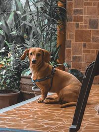 Portrait of dog sitting on tiled floor