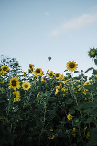 Close-up of flowering plants on field against clear sky