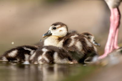 Close-up of a duck in a lake