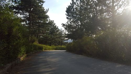 Road passing through trees