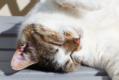 Close-up of a cat sleeping