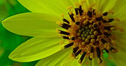 Close-up of yellow flower