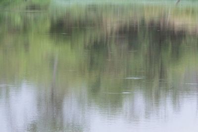 Reflection of trees in water