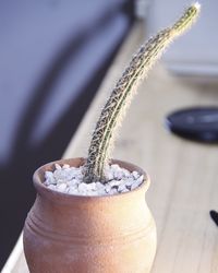 High angle view of potted plant on table