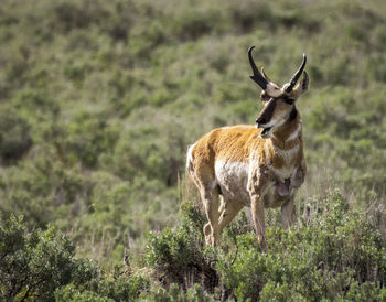 Deer on a field