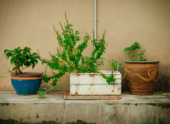 Potted plant against wall