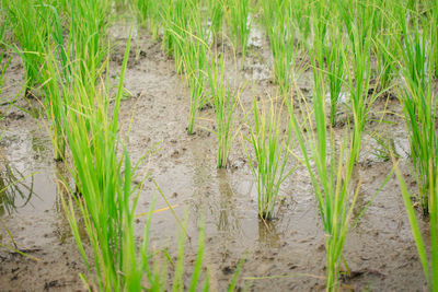 High angle view of plants growing on field