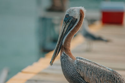 Close-up of bird