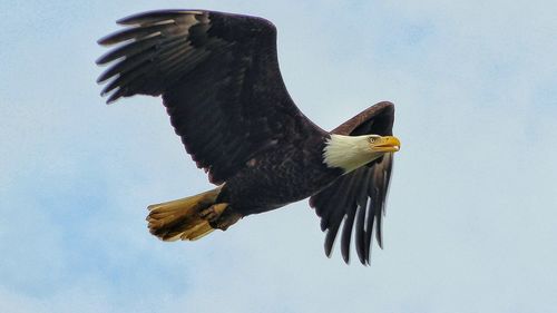 Bald eagle flying in sky