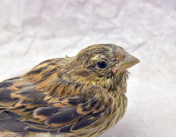 Close-up of bird against sky