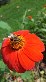 Close-up of bee on orange flower