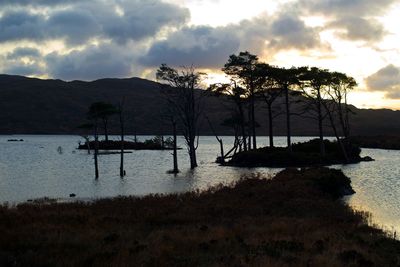 Silhouette trees on beach against sky during sunset