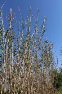 Close-up of stalks against blue sky