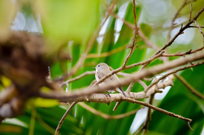 Close-up of bird perching on tree