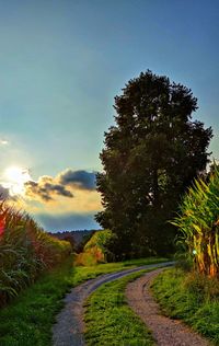 Dirt road amidst plants and trees against sky