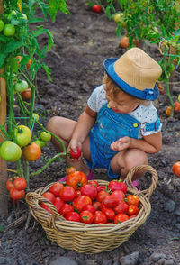 High angle view of boy picking apples