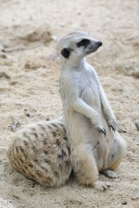 Close-up of meerkat on field