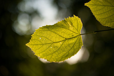 Leaves of a tree in backlight
